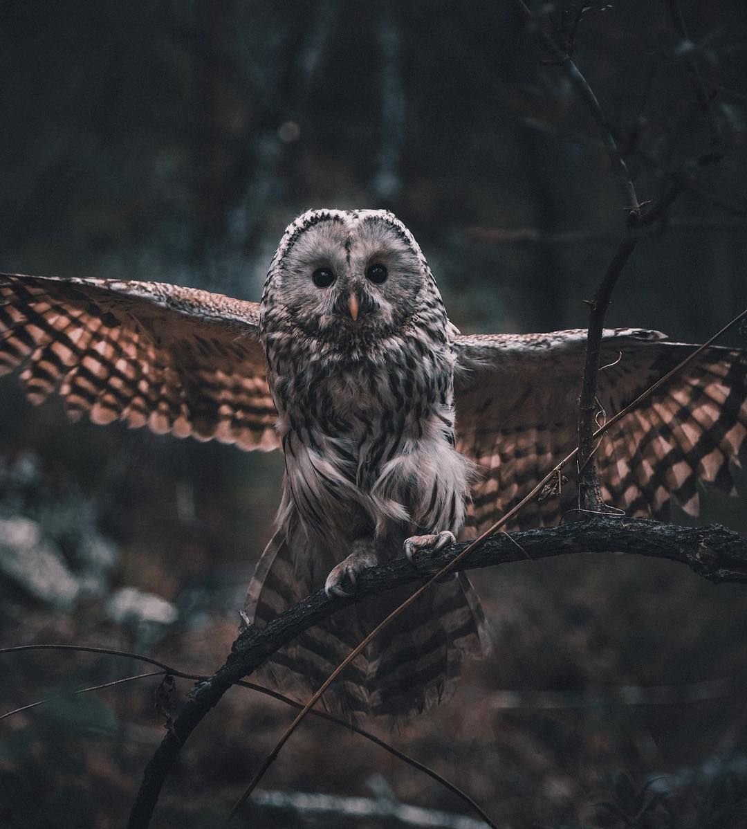 Бородатая неясыть арт