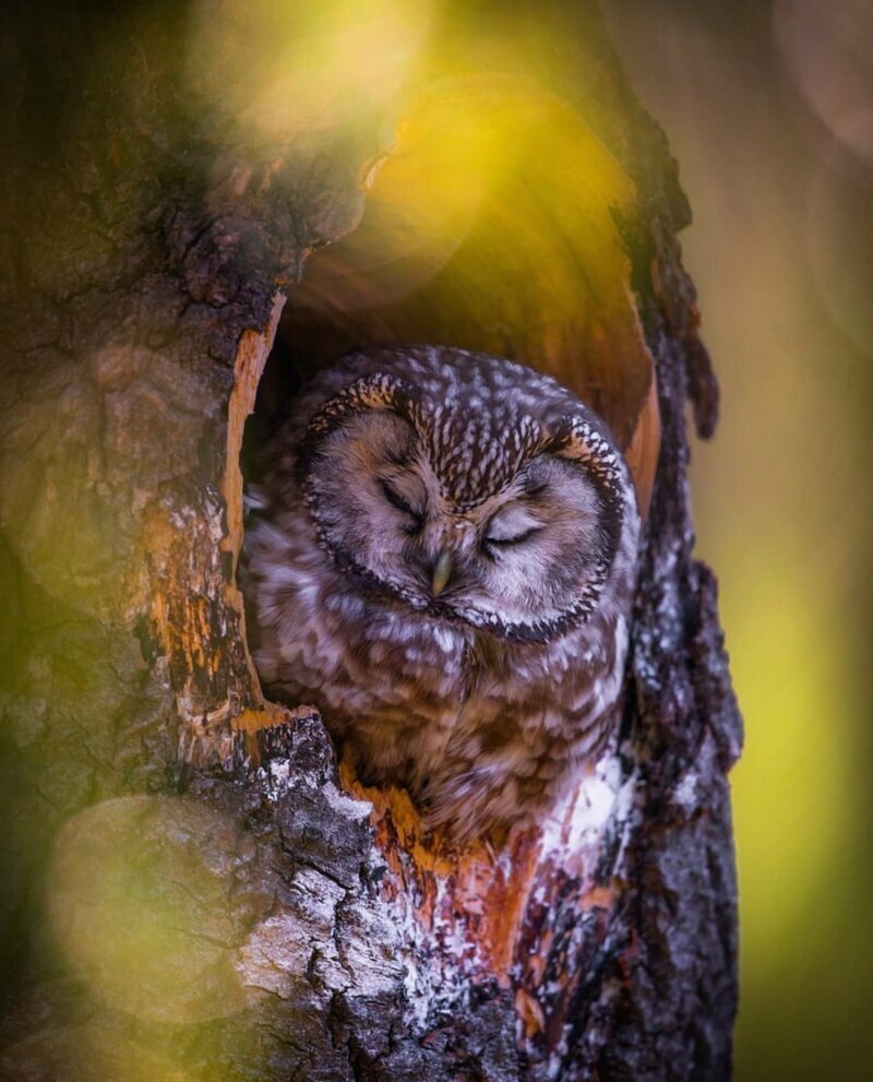 Сонный мохноногий Сыч