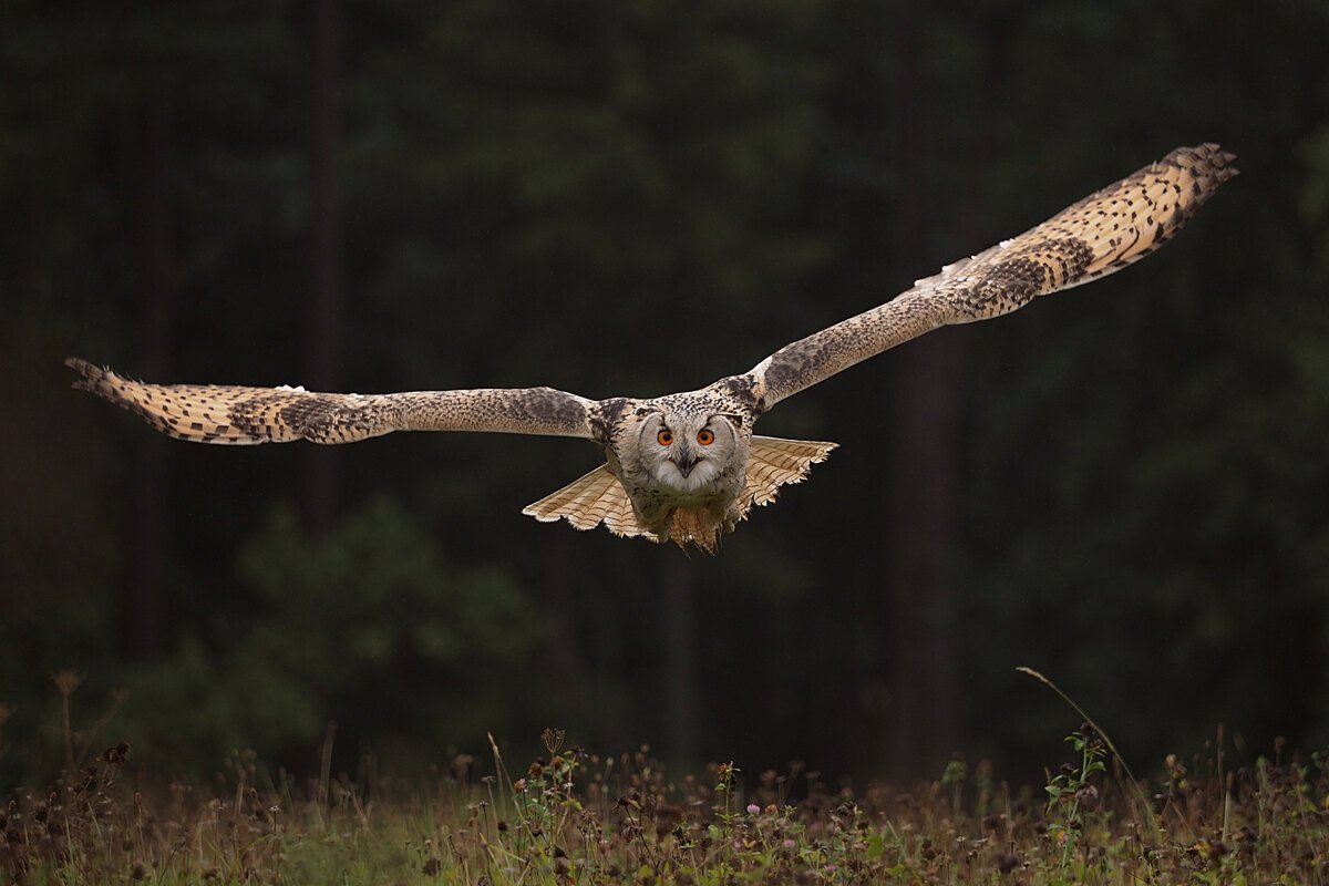 Парящая Сова