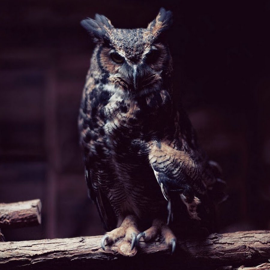 Филин в темноте