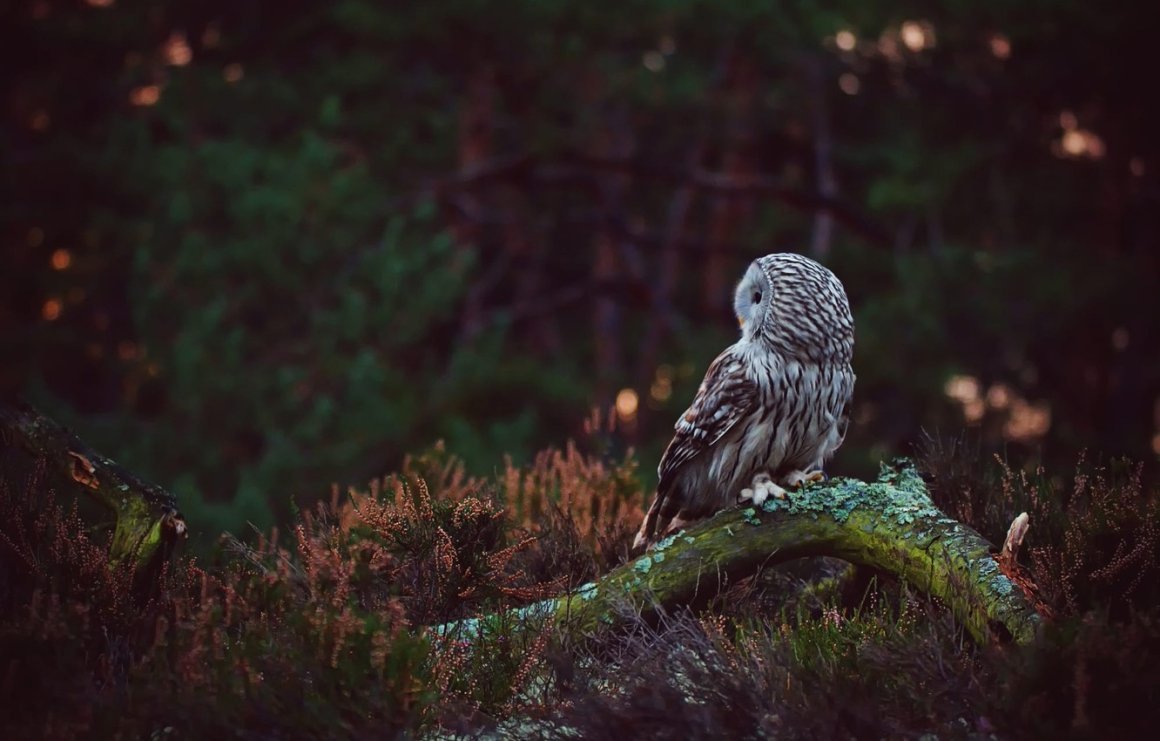 Сова в лесу