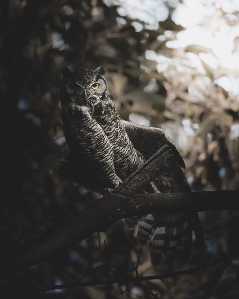 Филин мрачный