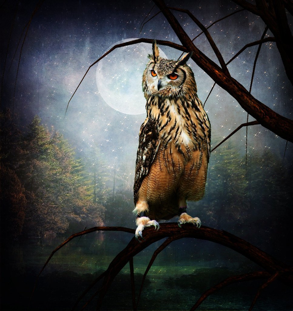 Филин ночью