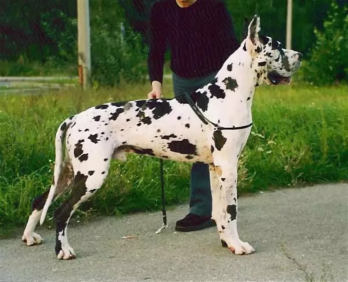 Мраморный дог Арлекин