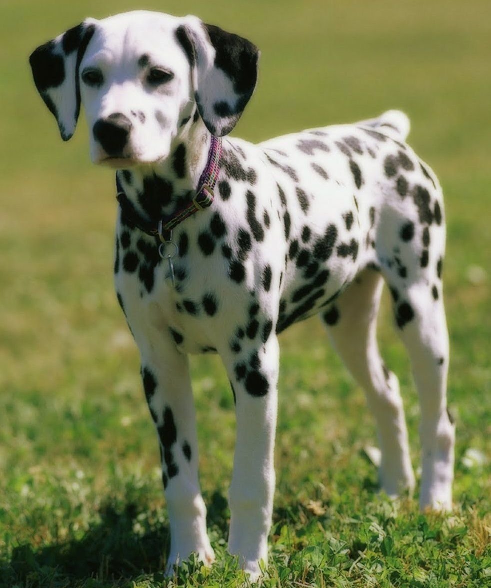 Карликовый долматин