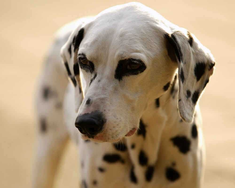 Далматинец фото