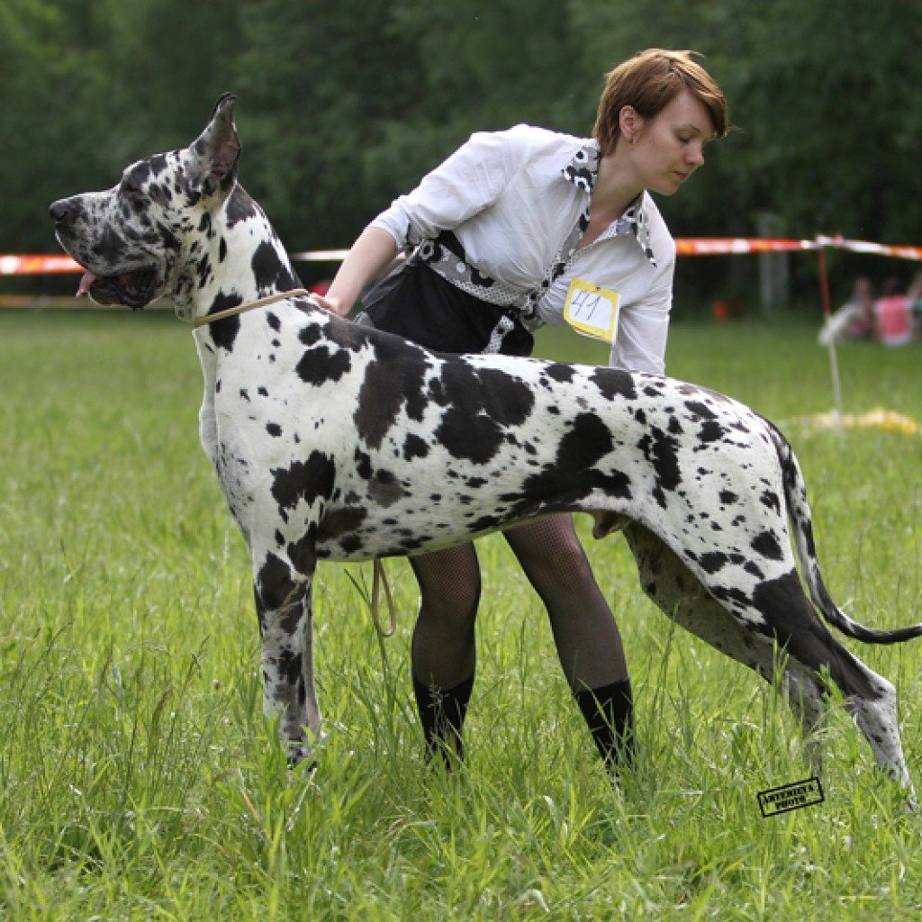 Королевский дог пятнистый