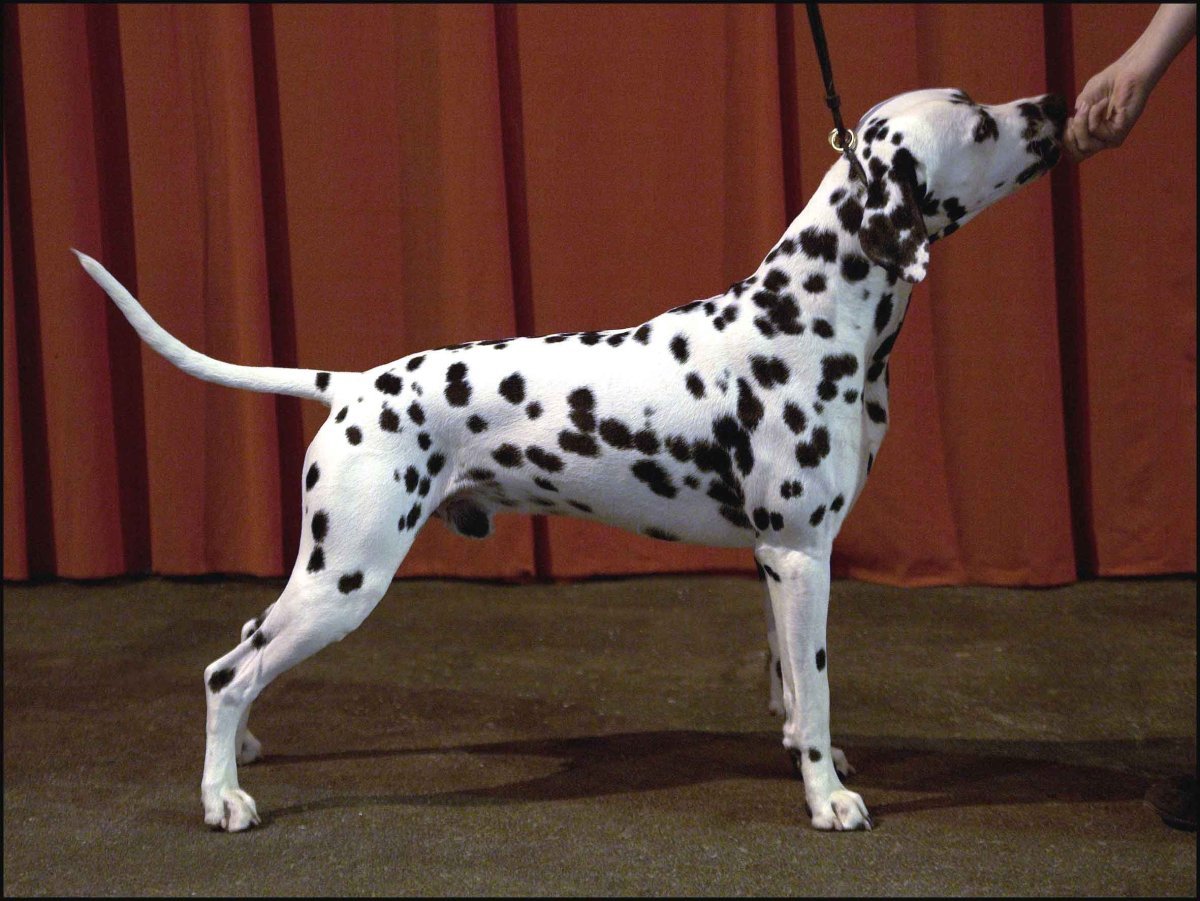 Мраморный дог Арлекин