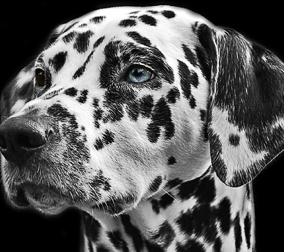 Далматинец черный с белыми пятнами