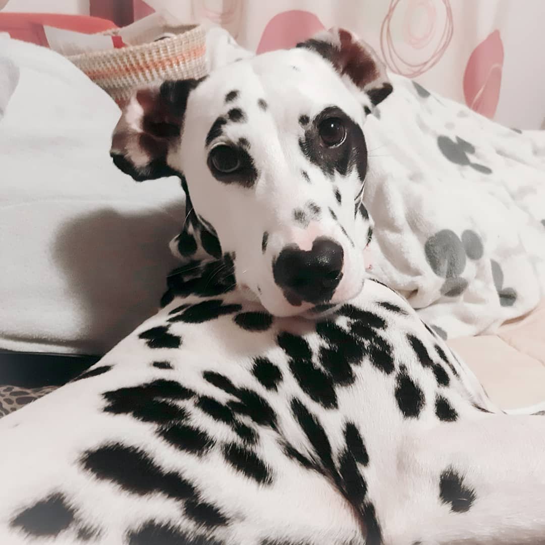 Доберман расцветки Далматин