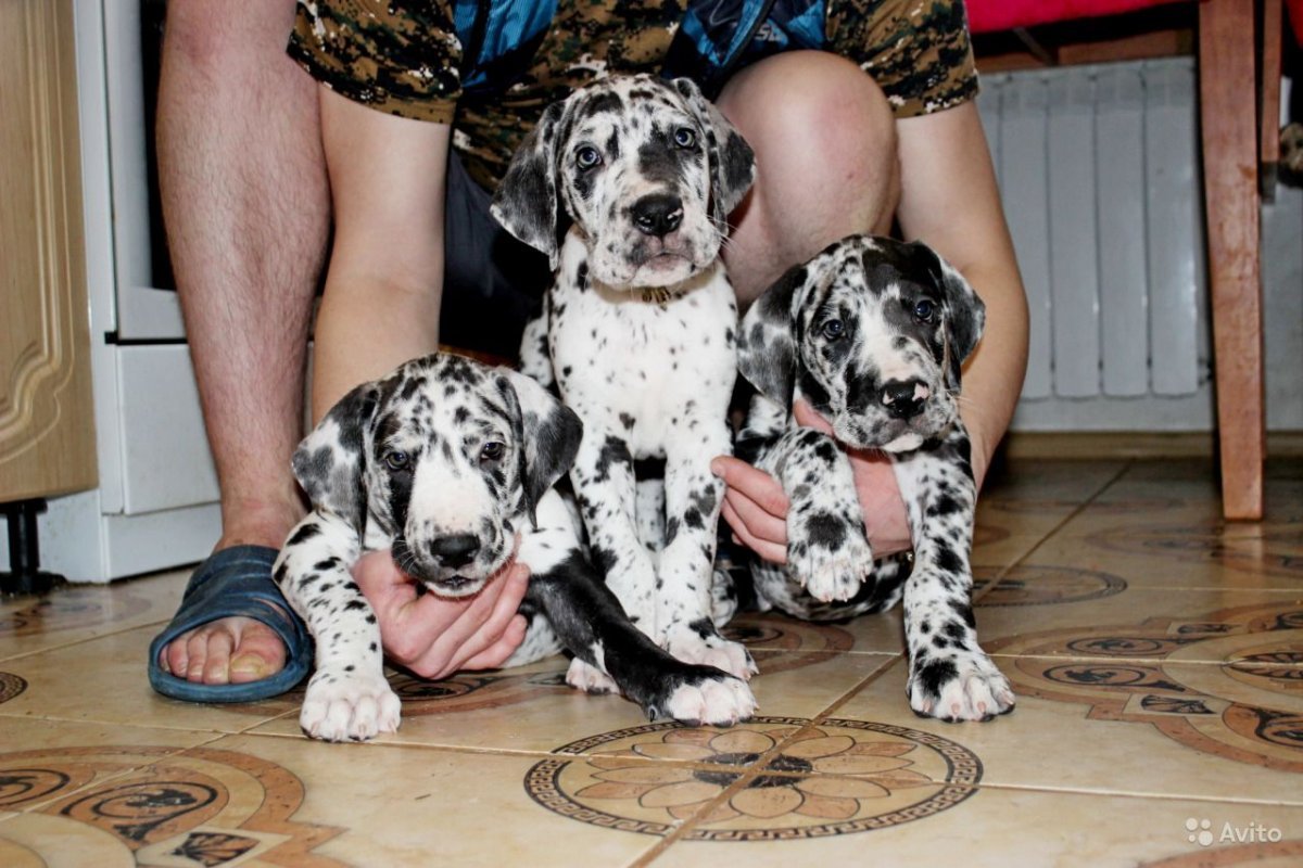 Мраморные щенки и их родители