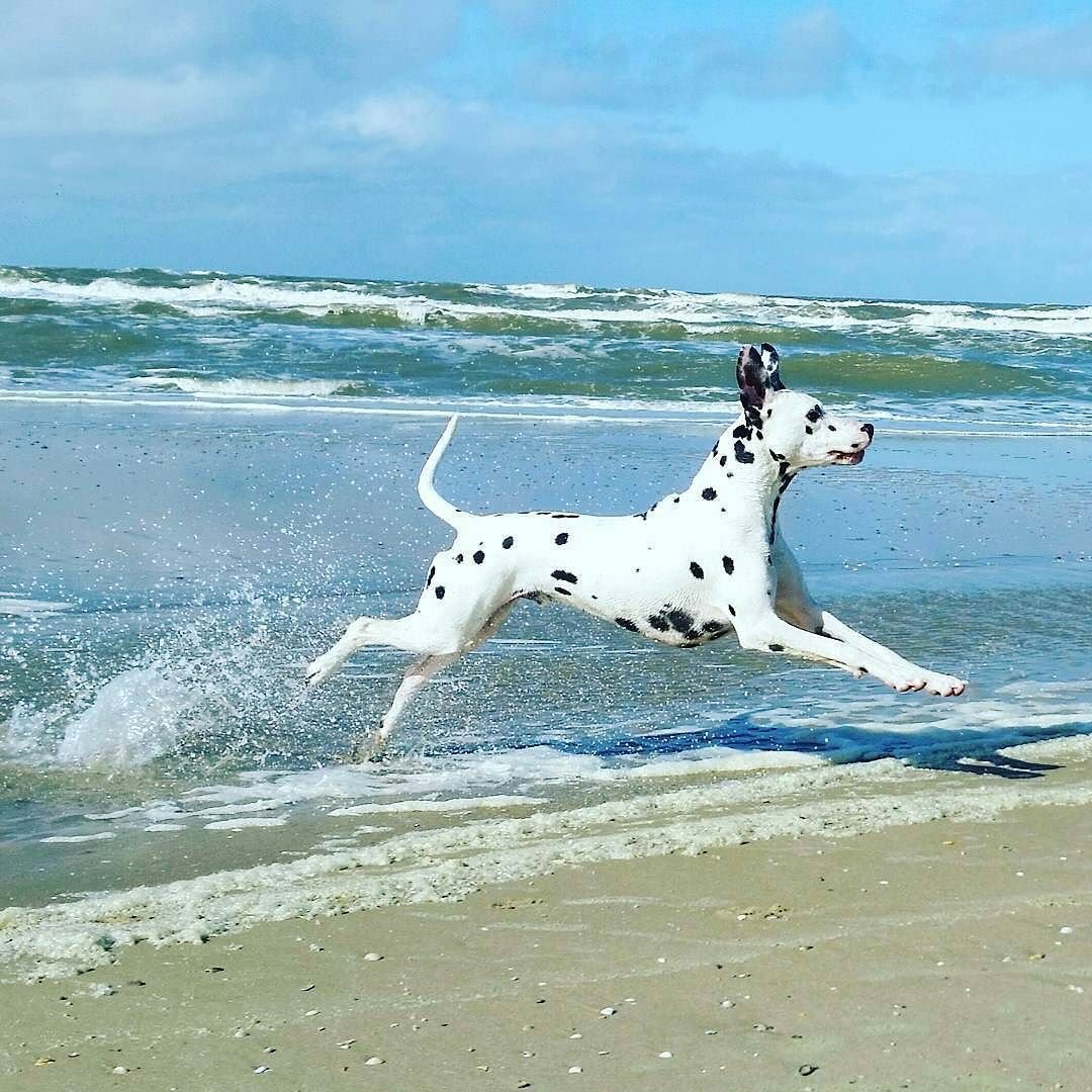 Далмация собака