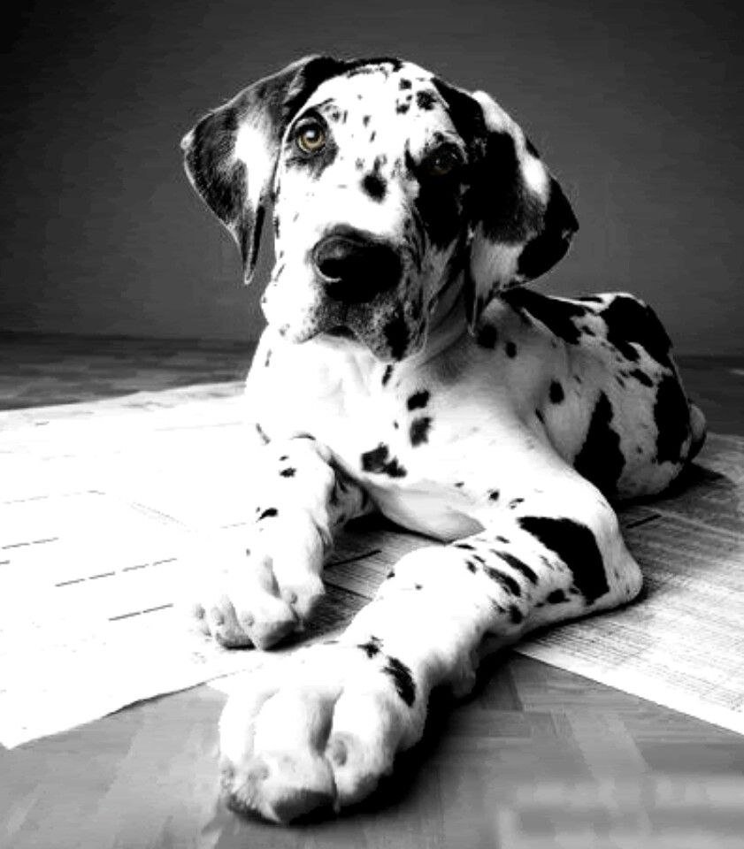 Немецкий дог далматинец