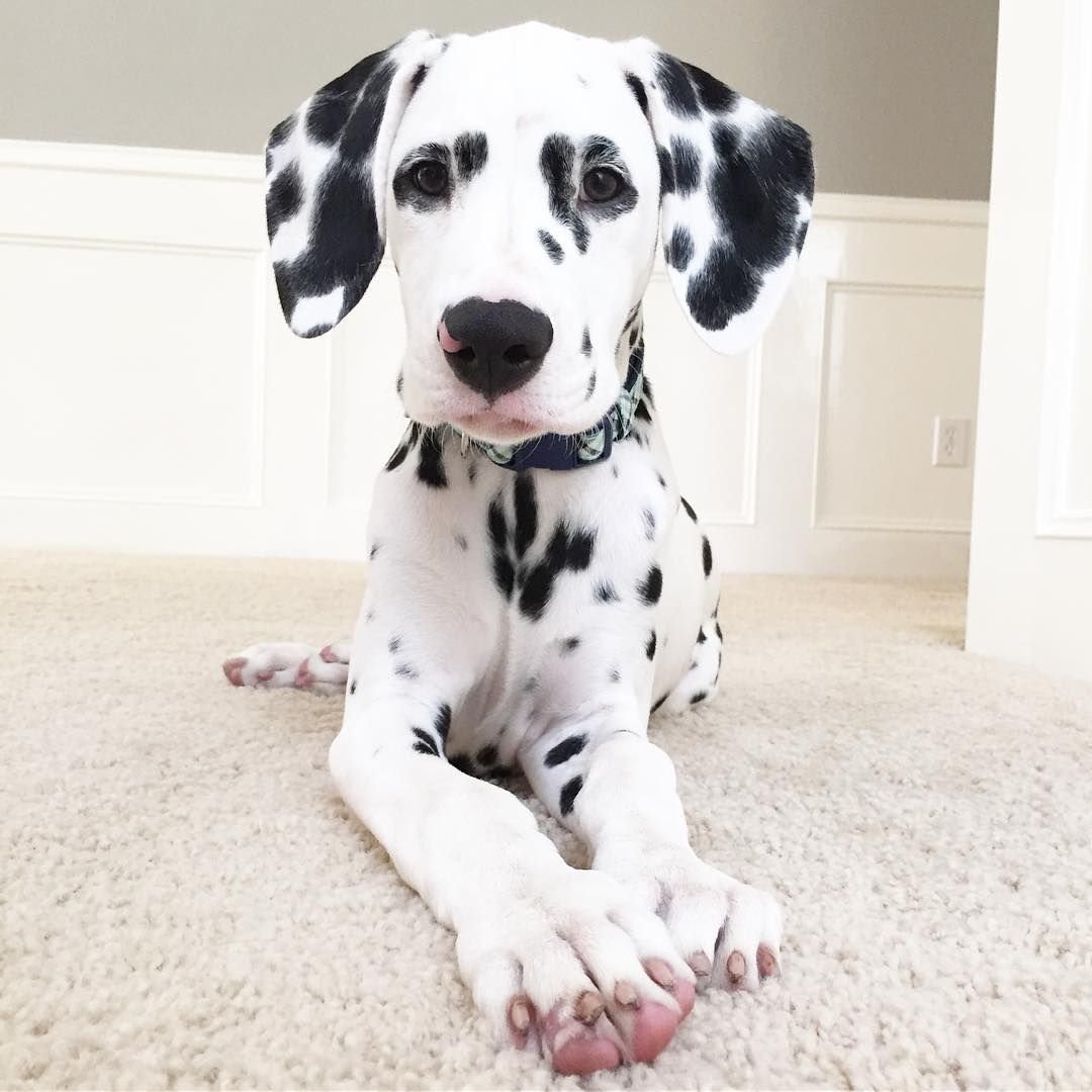 Далматин и датский дог