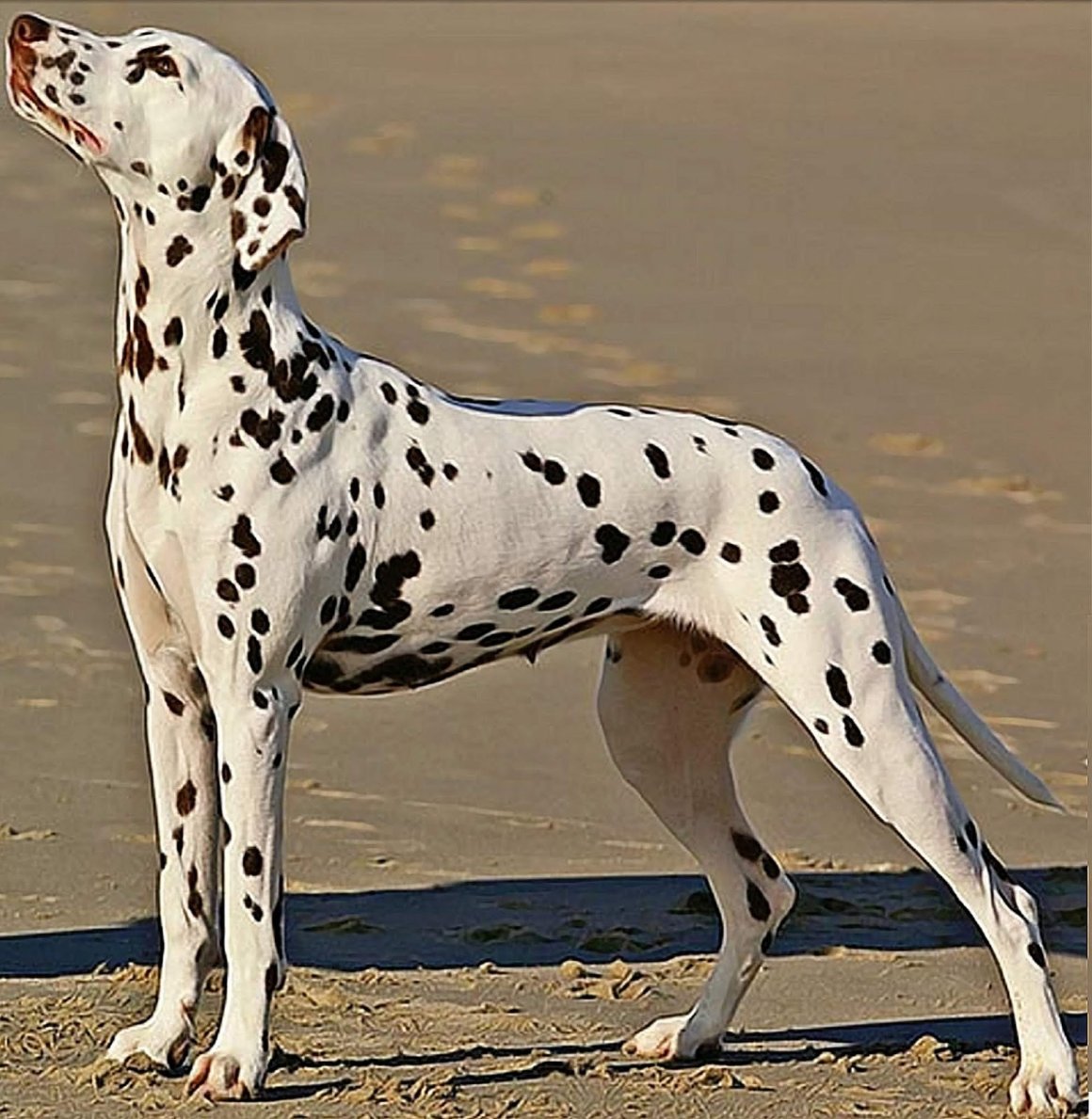 Мраморный далматинец