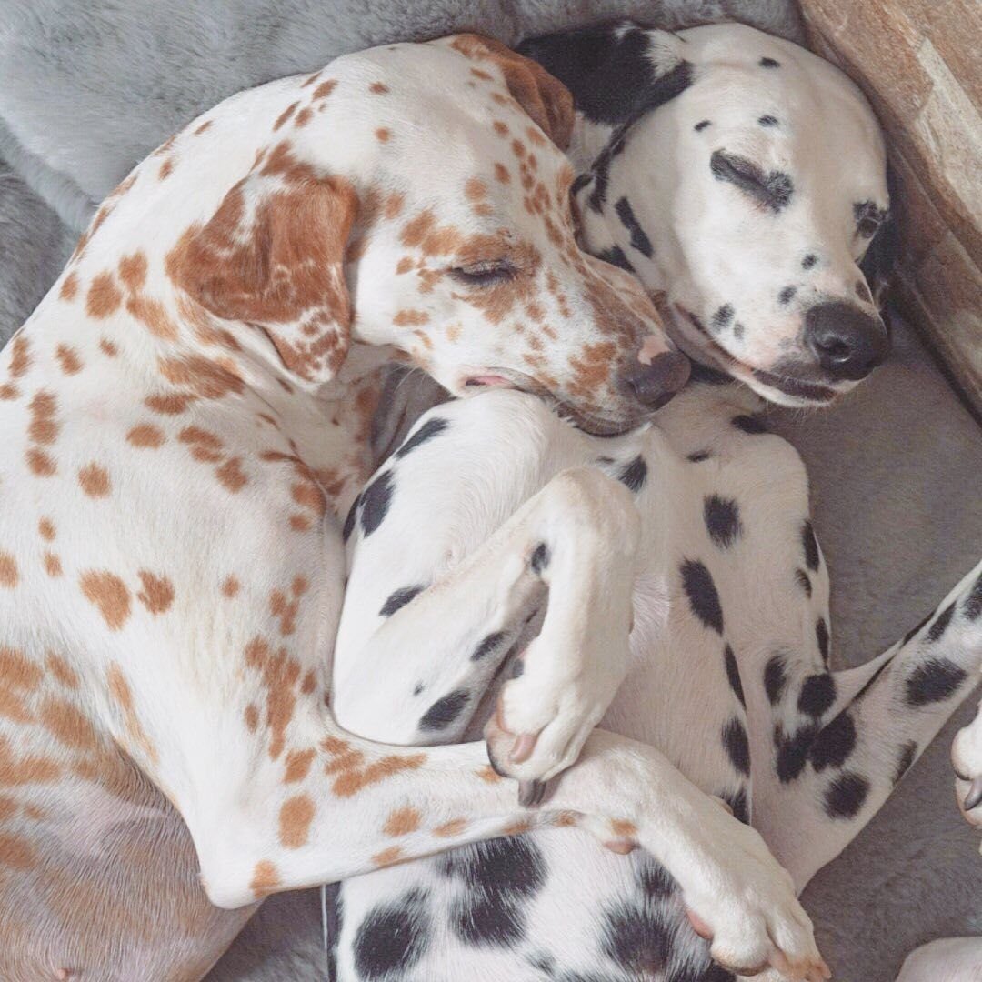 Далматин Триколор