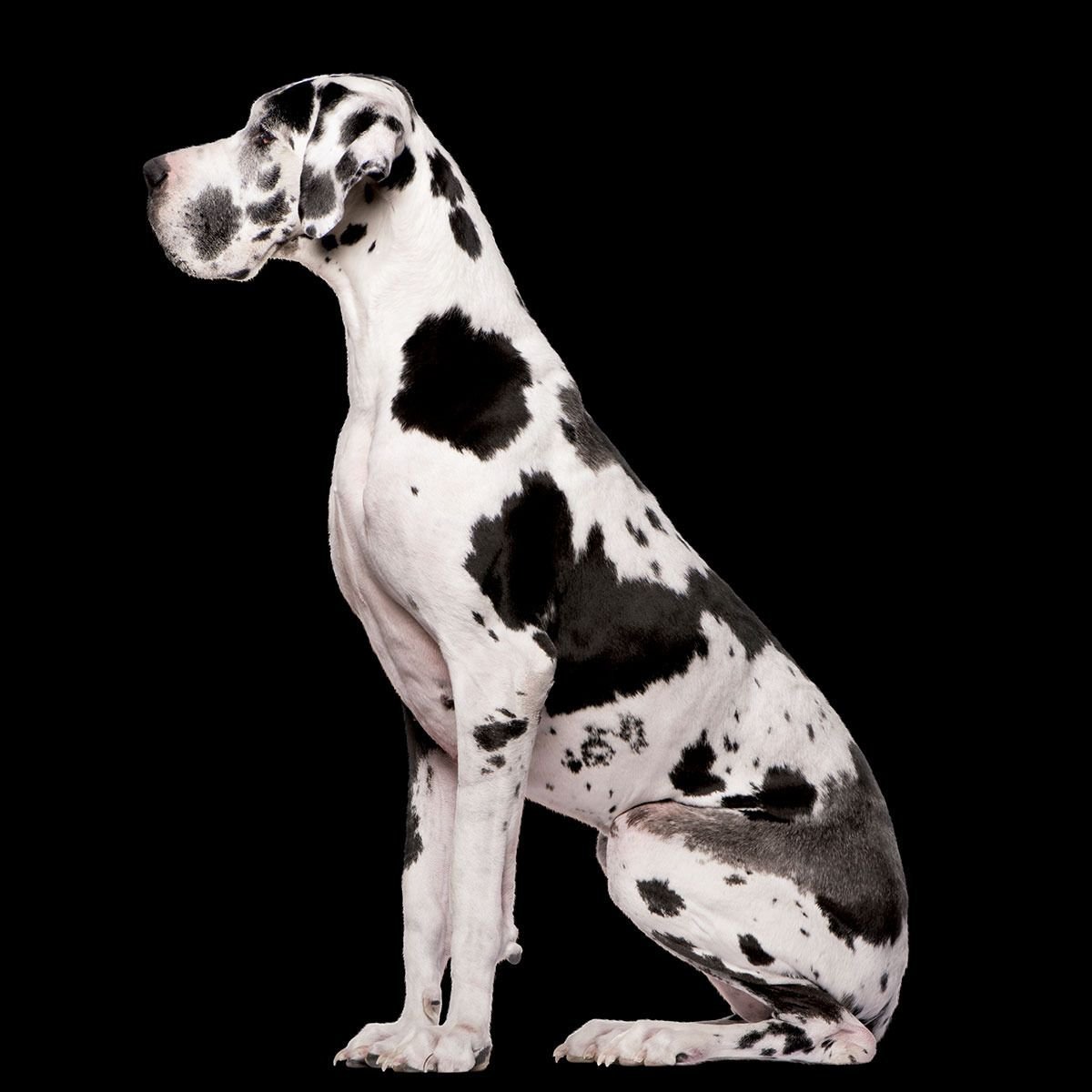 Дог черно белый