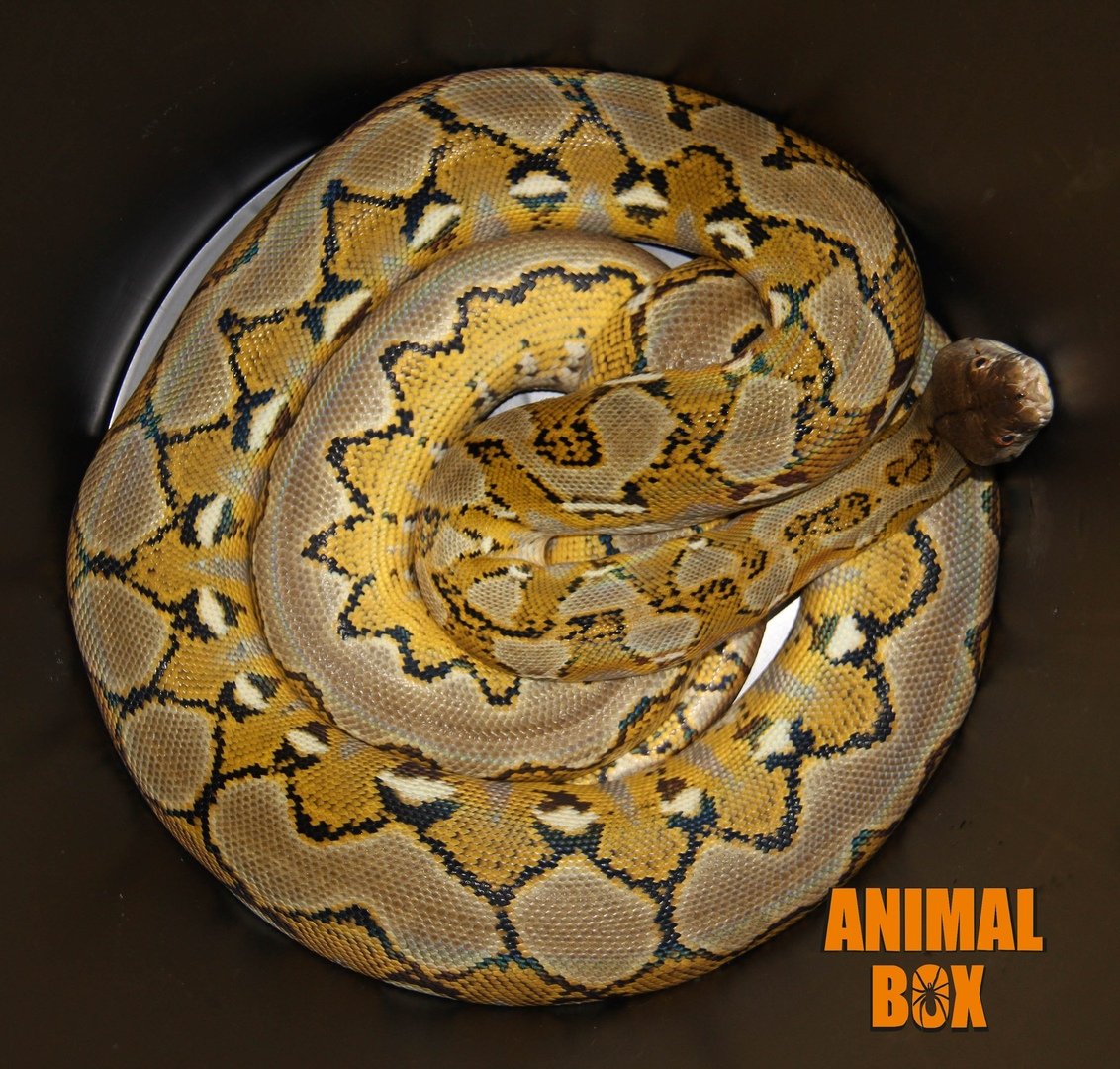 Алиса сетчатый питон пожалуйста