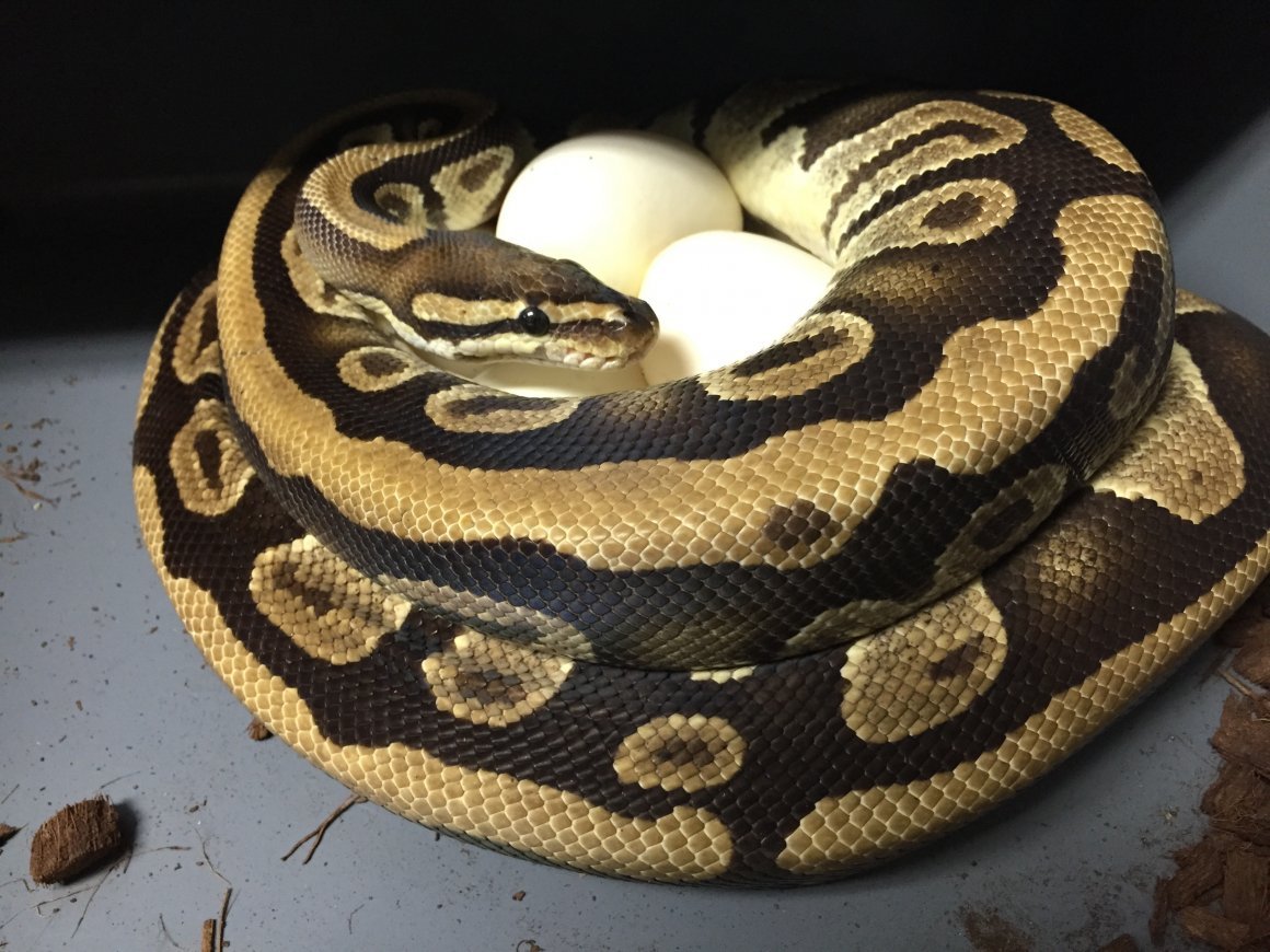Сетчатый и тигровый питоны