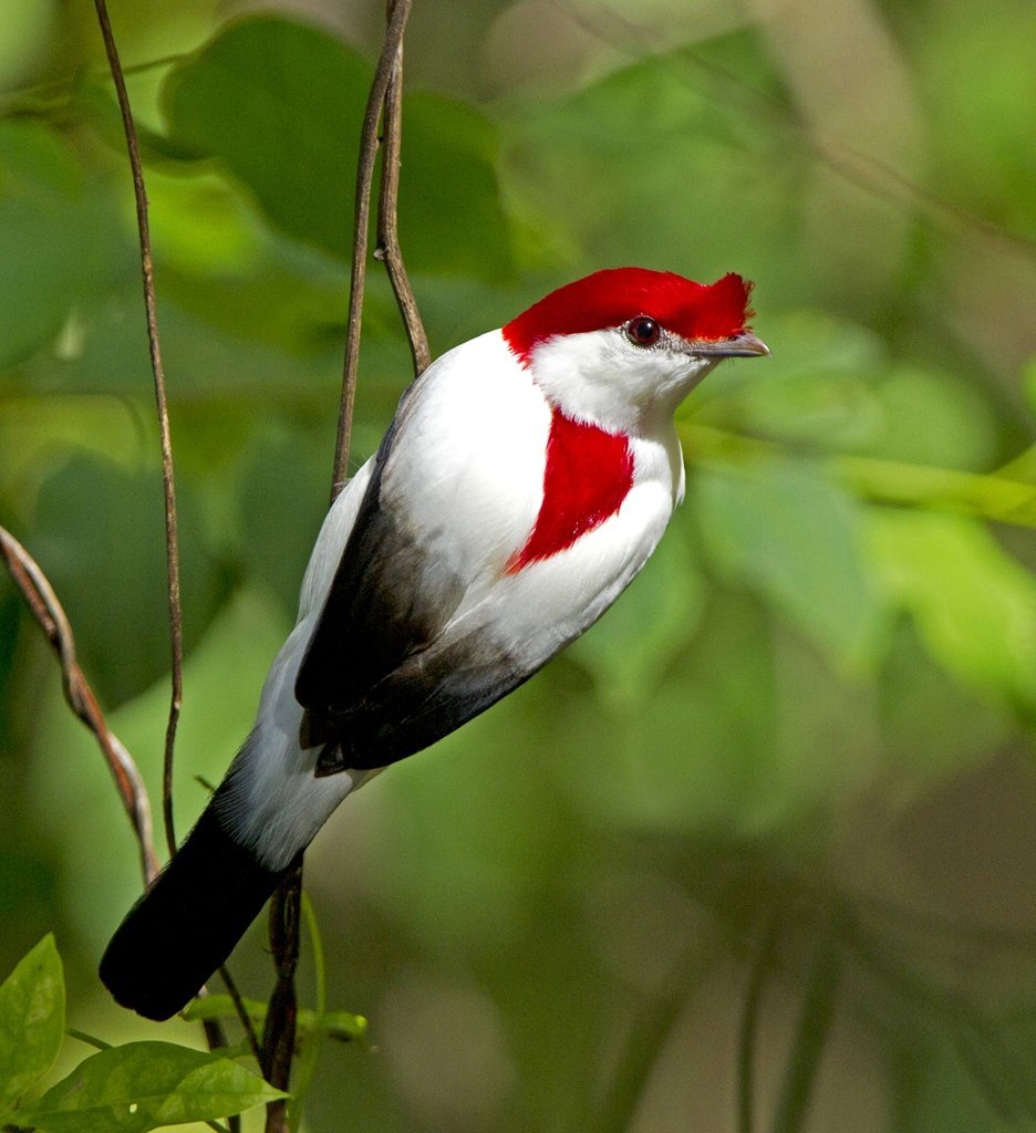 Красноголовый Манакин