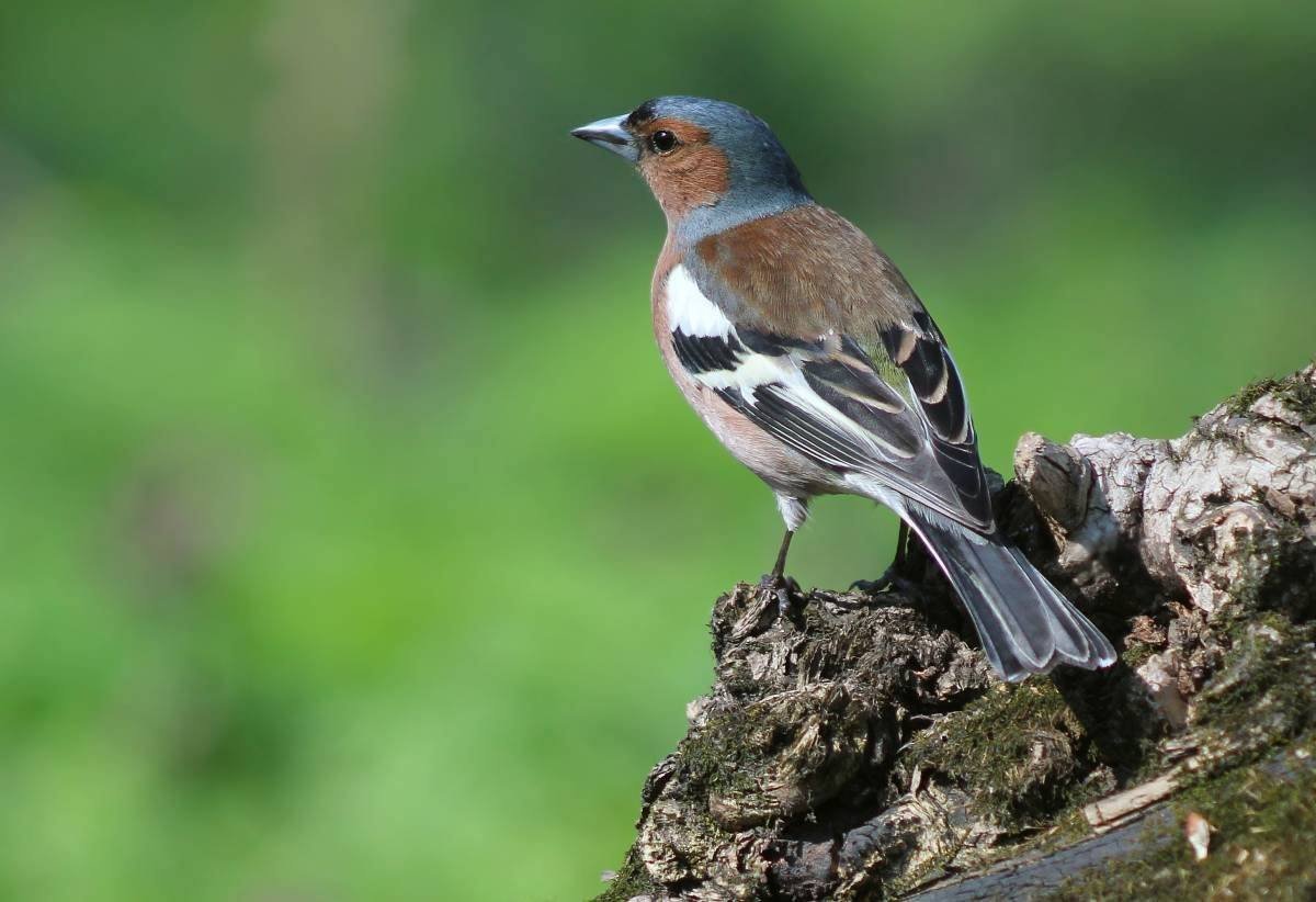 Маленькая птичка Зяблик