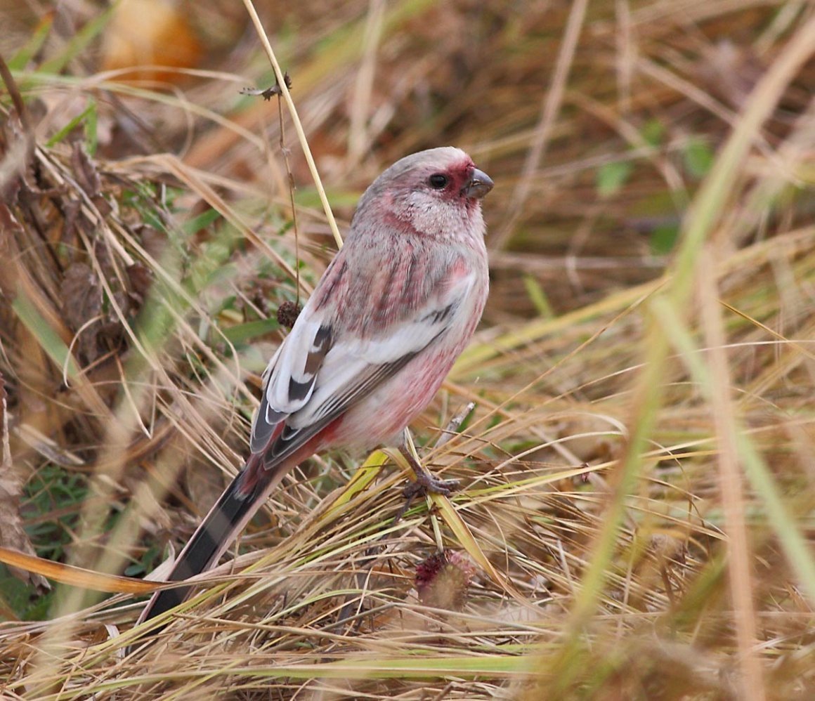 Зерноядные певчие птицы