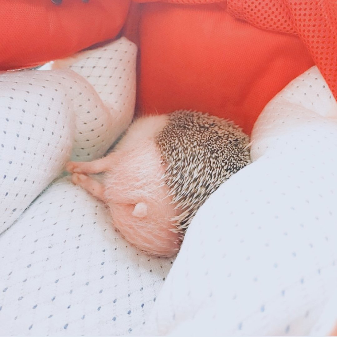 Хвостик ежика