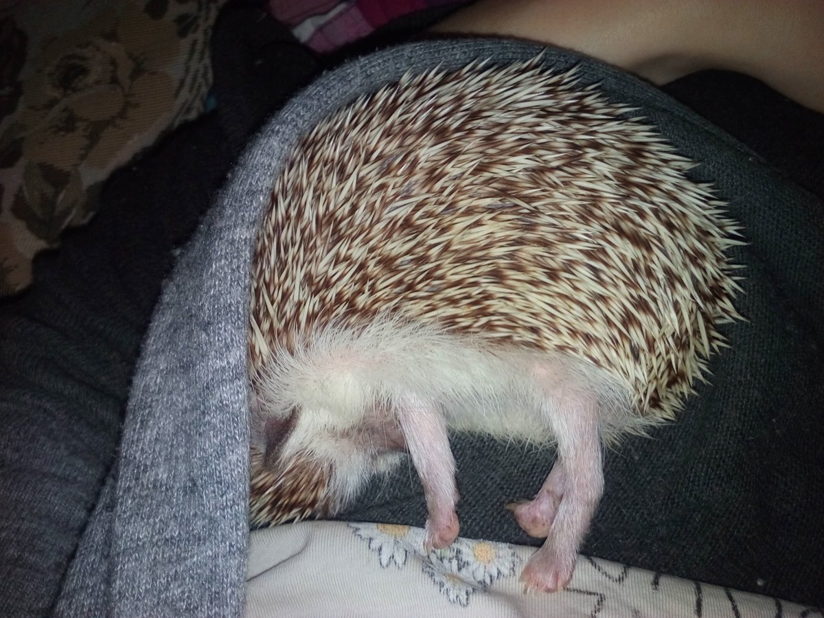 Африканский Ежик лежит