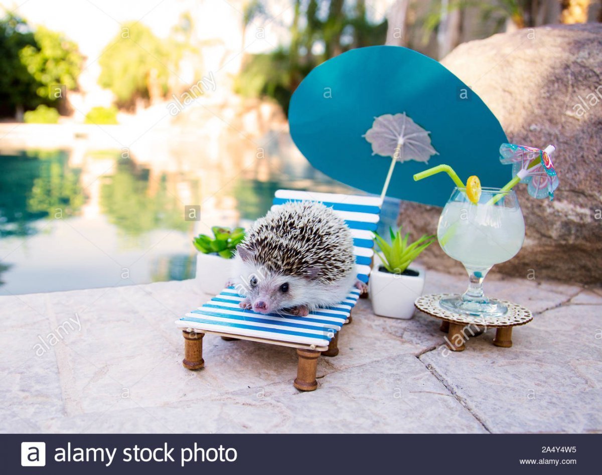 Ежик на море