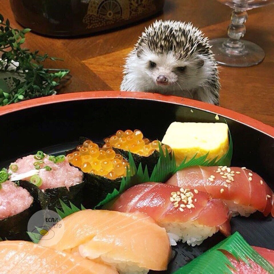 Ежик кушает