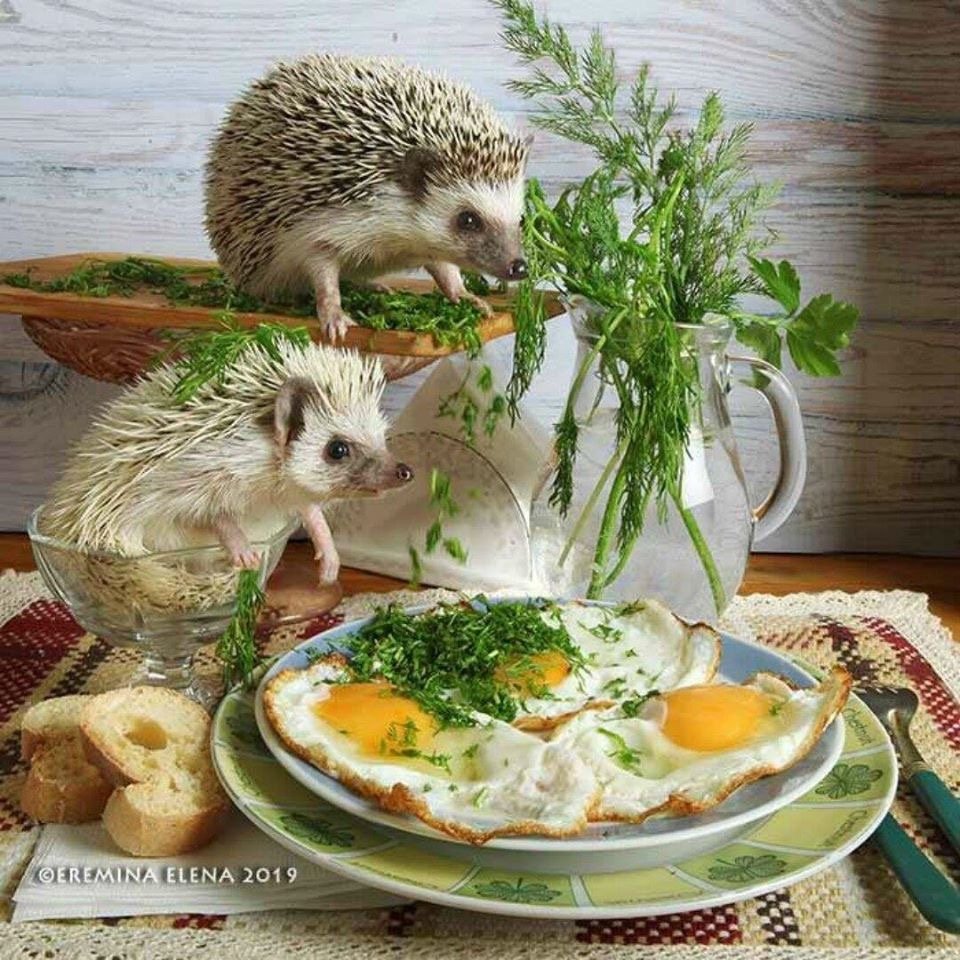 Елена Еремина ежики фото