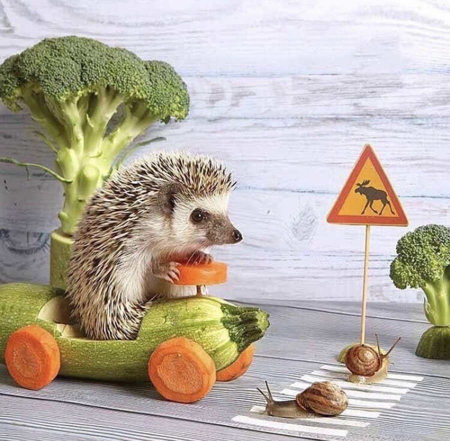 Ежик со сладостями