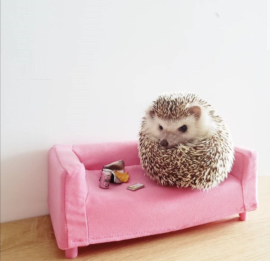 Еж Эстетика