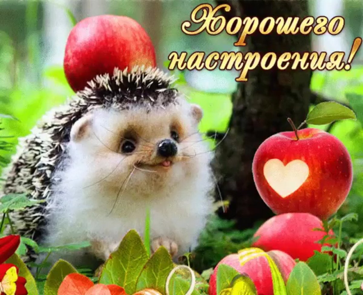 Хорошего дня Ежик