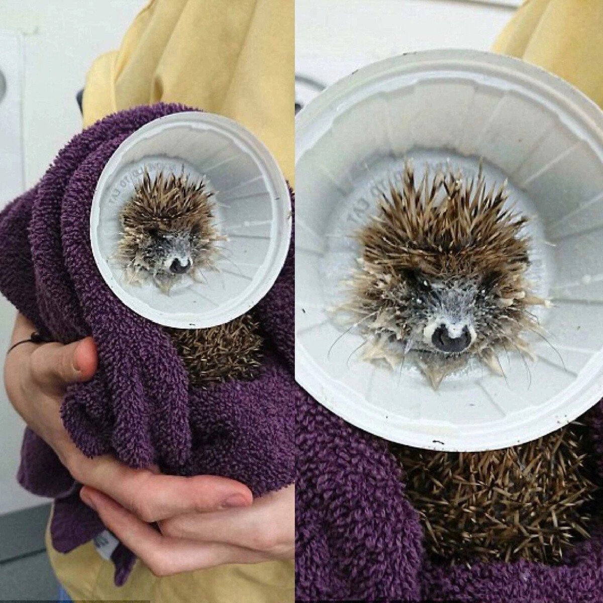 Макфлури ежики