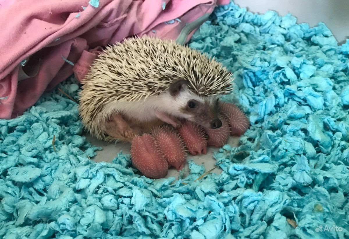 Еж с ежатами
