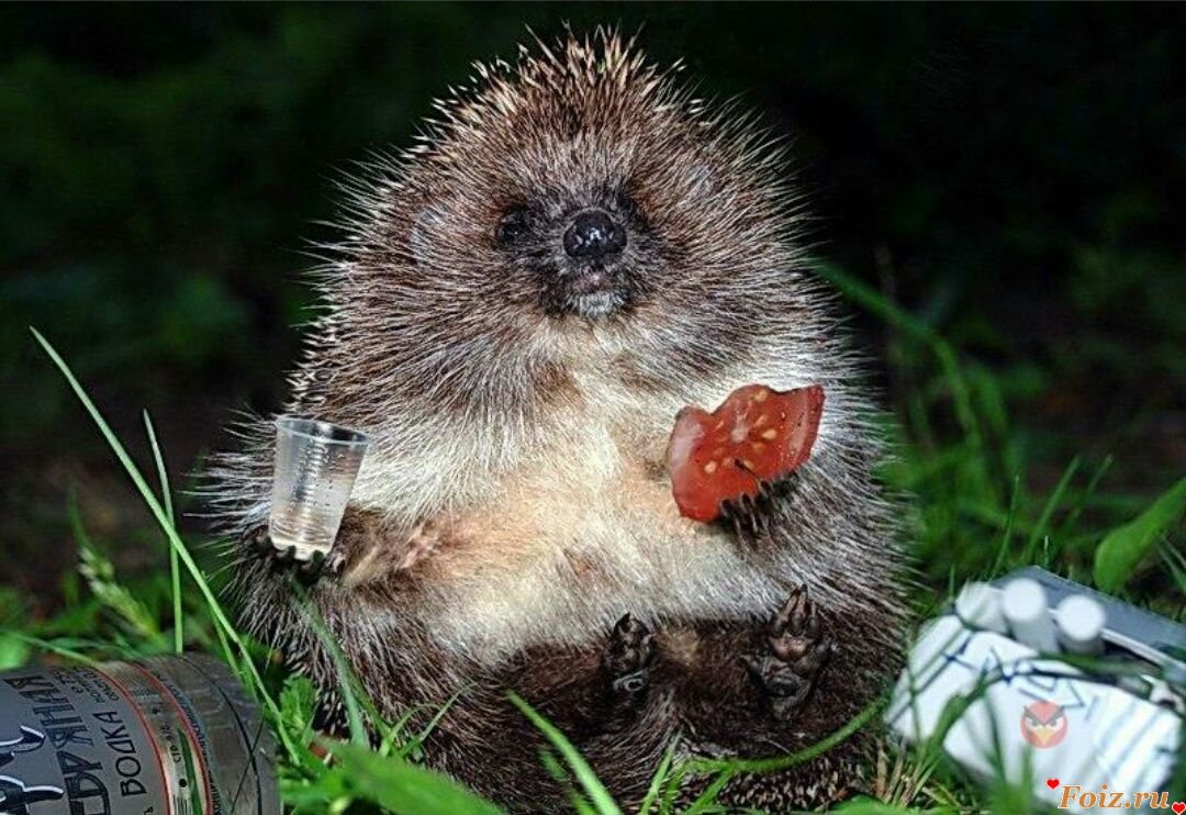 Ежик с водкой
