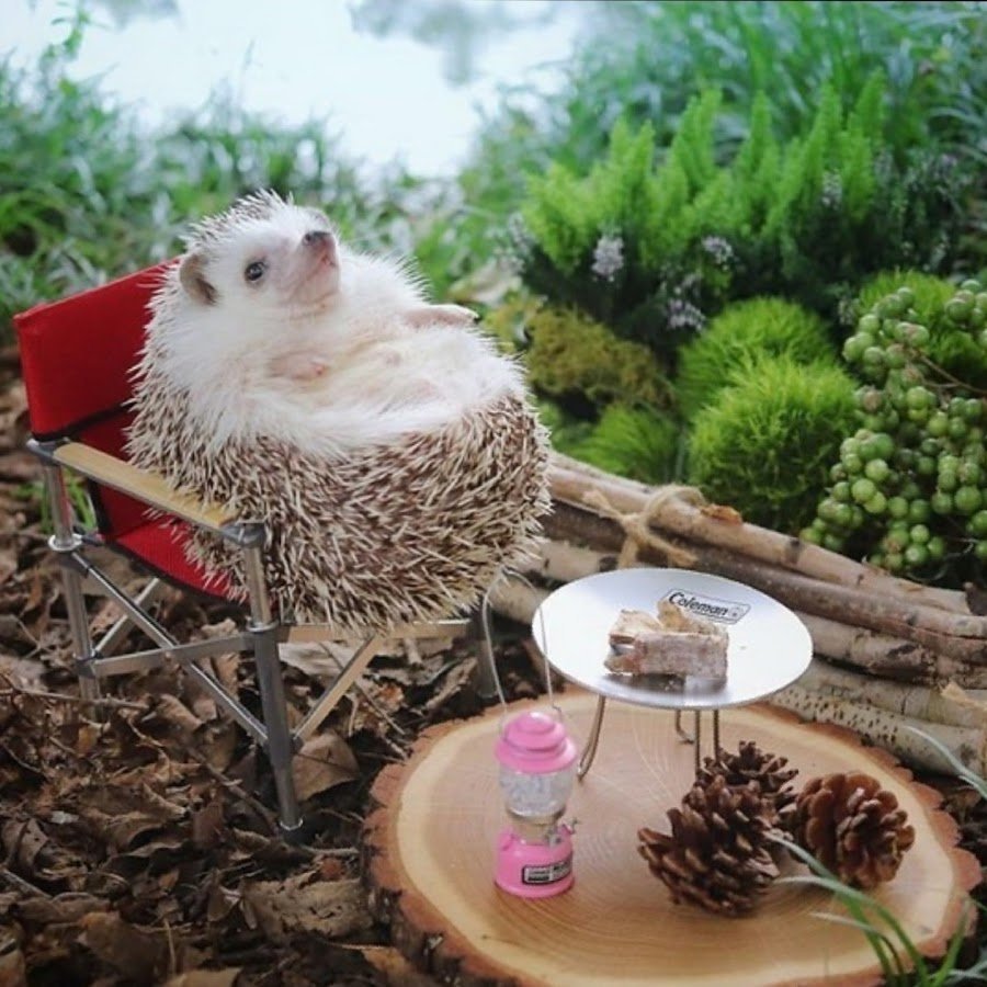 Отдыхающий Ежик