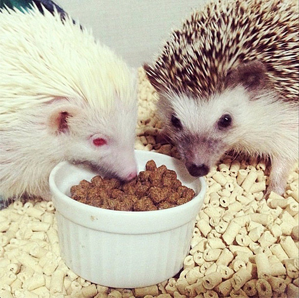 Домашний еж альбинос