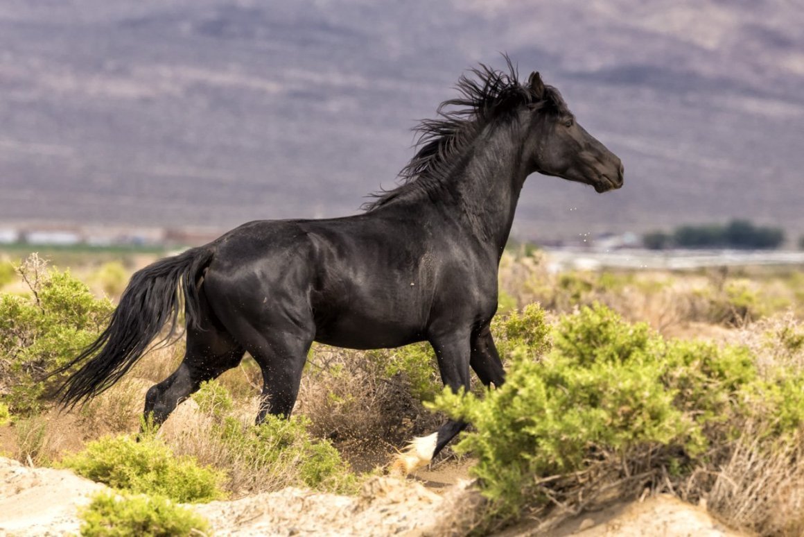 Мустанг лошадь черный