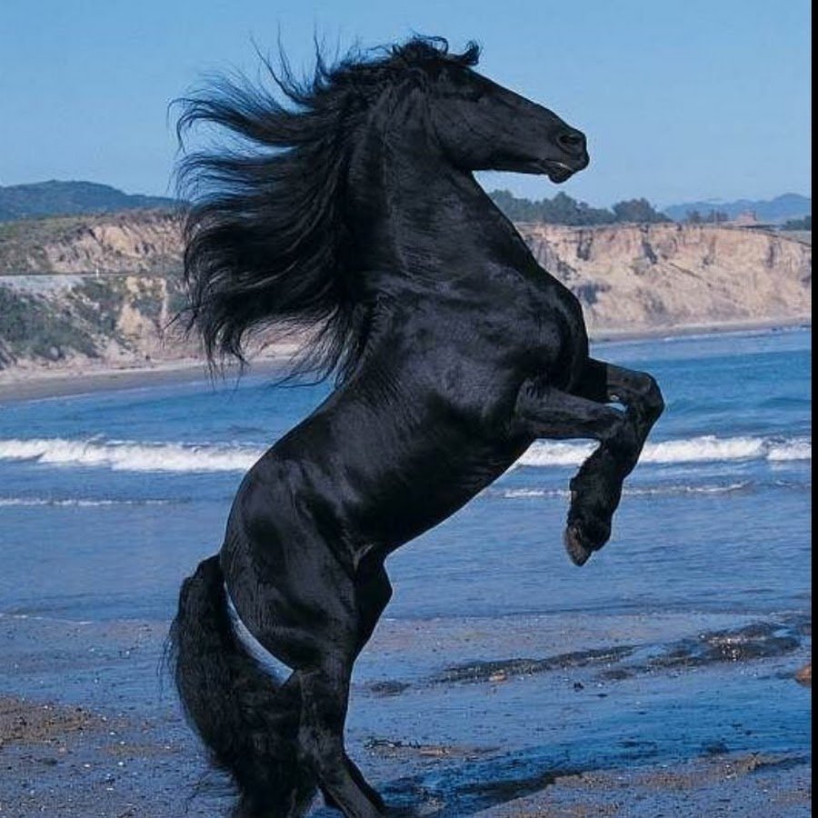 Фризская лошадь Буцефал