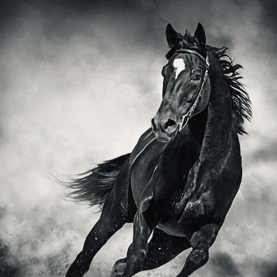 Конь бежит галопом анфас