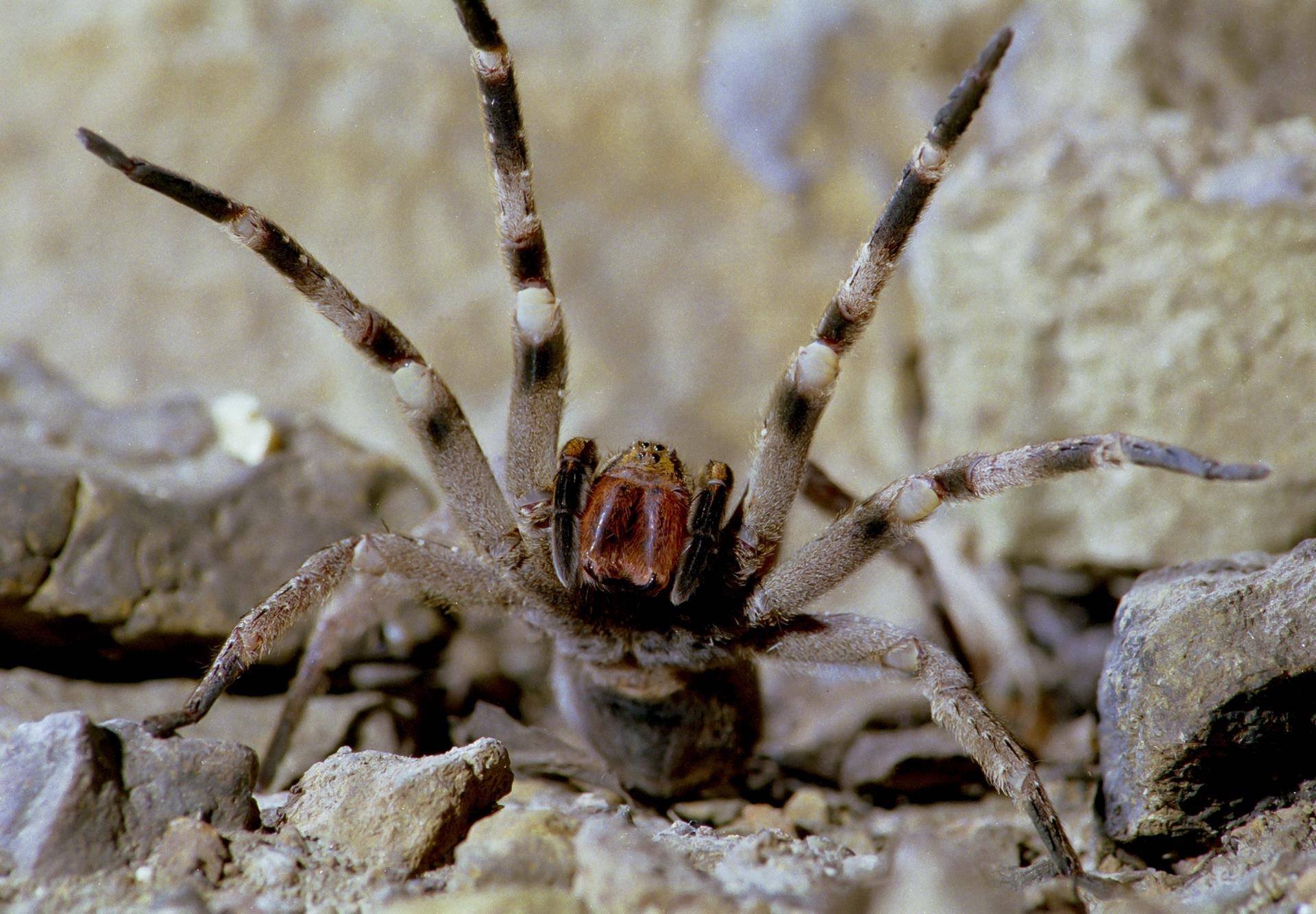 Самые самые паукообразные. Бразильский Странствующий паук. Бразильский блуждающий (Странствующий) паук. Самый ядовитый паук бразильский Странствующий паук. Бразильский блуждающий паук.