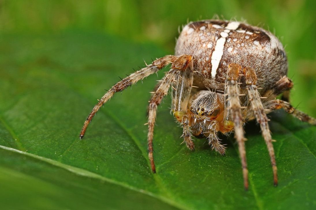 Пауки адульт