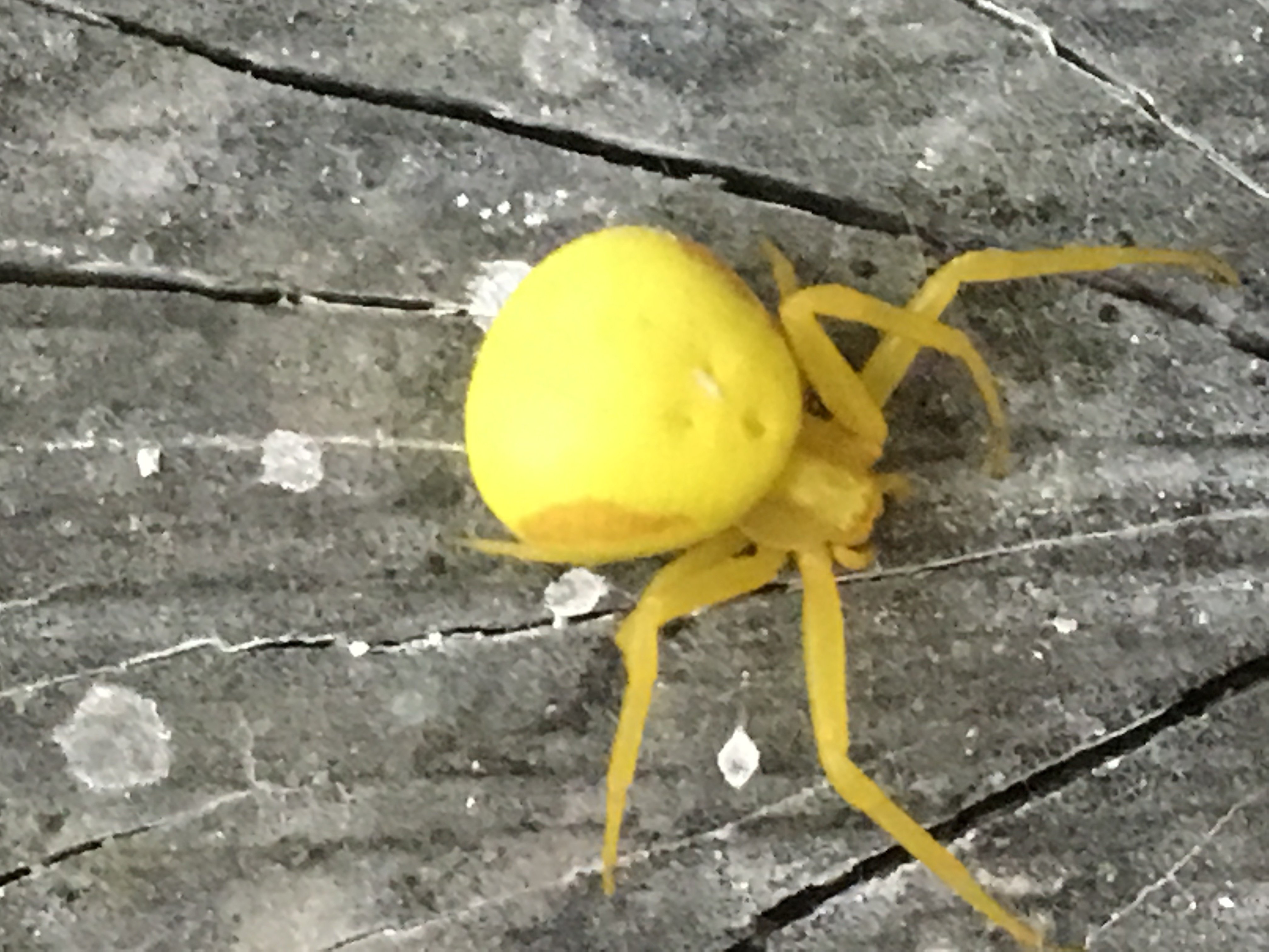 Желтый саак паук - 57 фото