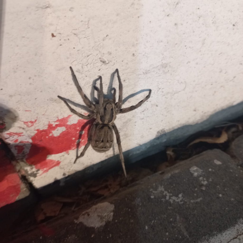 Ядовитые пауки