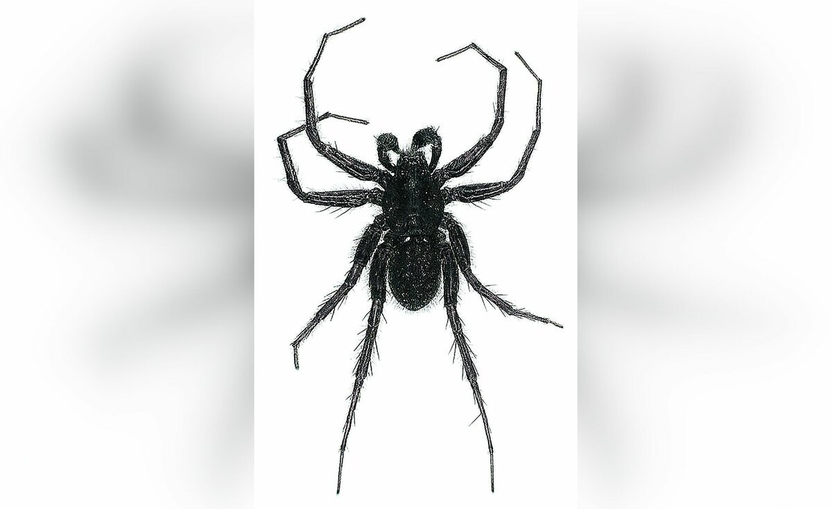 Редкие пауки России