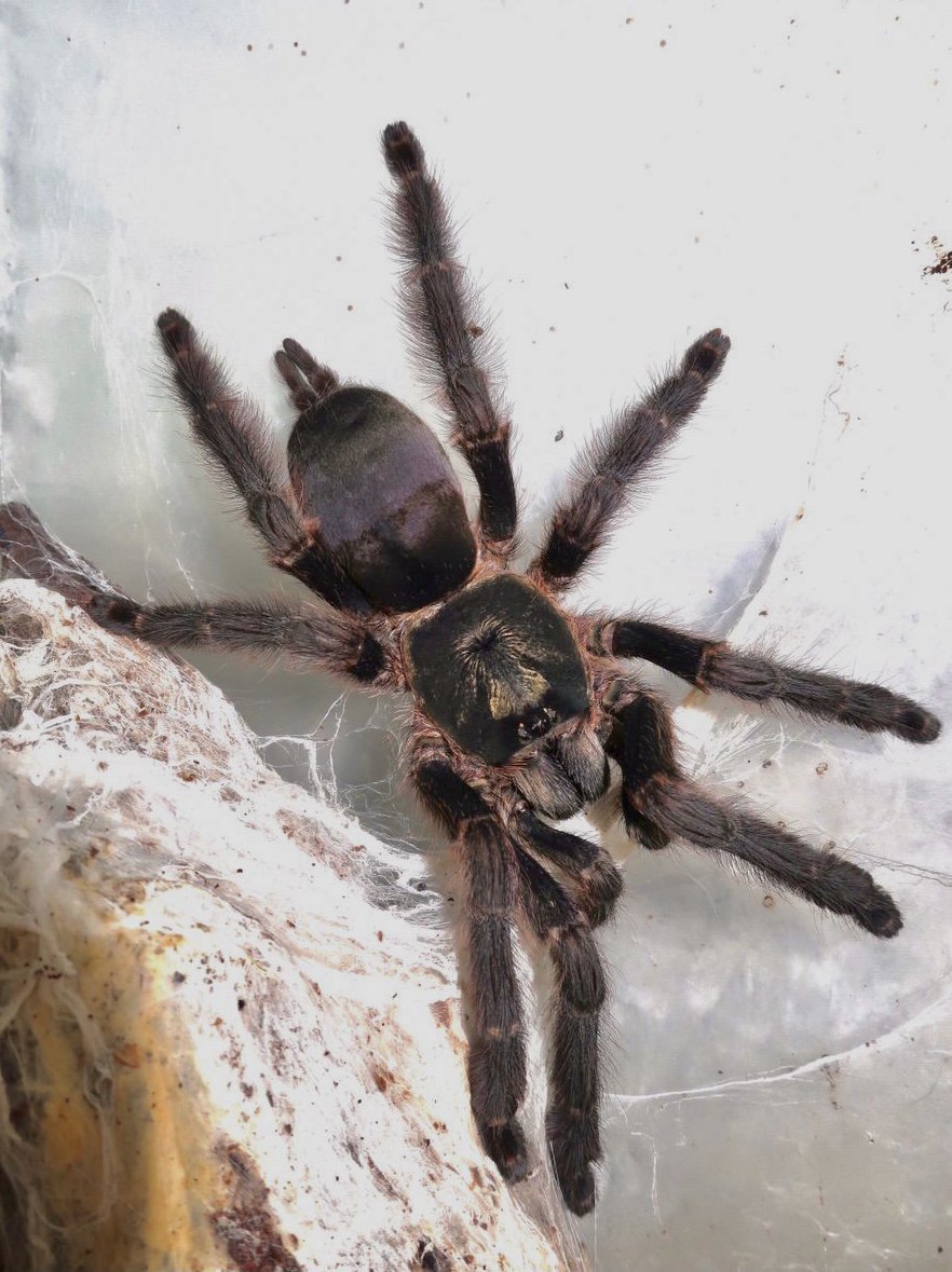 Лицо паука который жил 1000000 лет