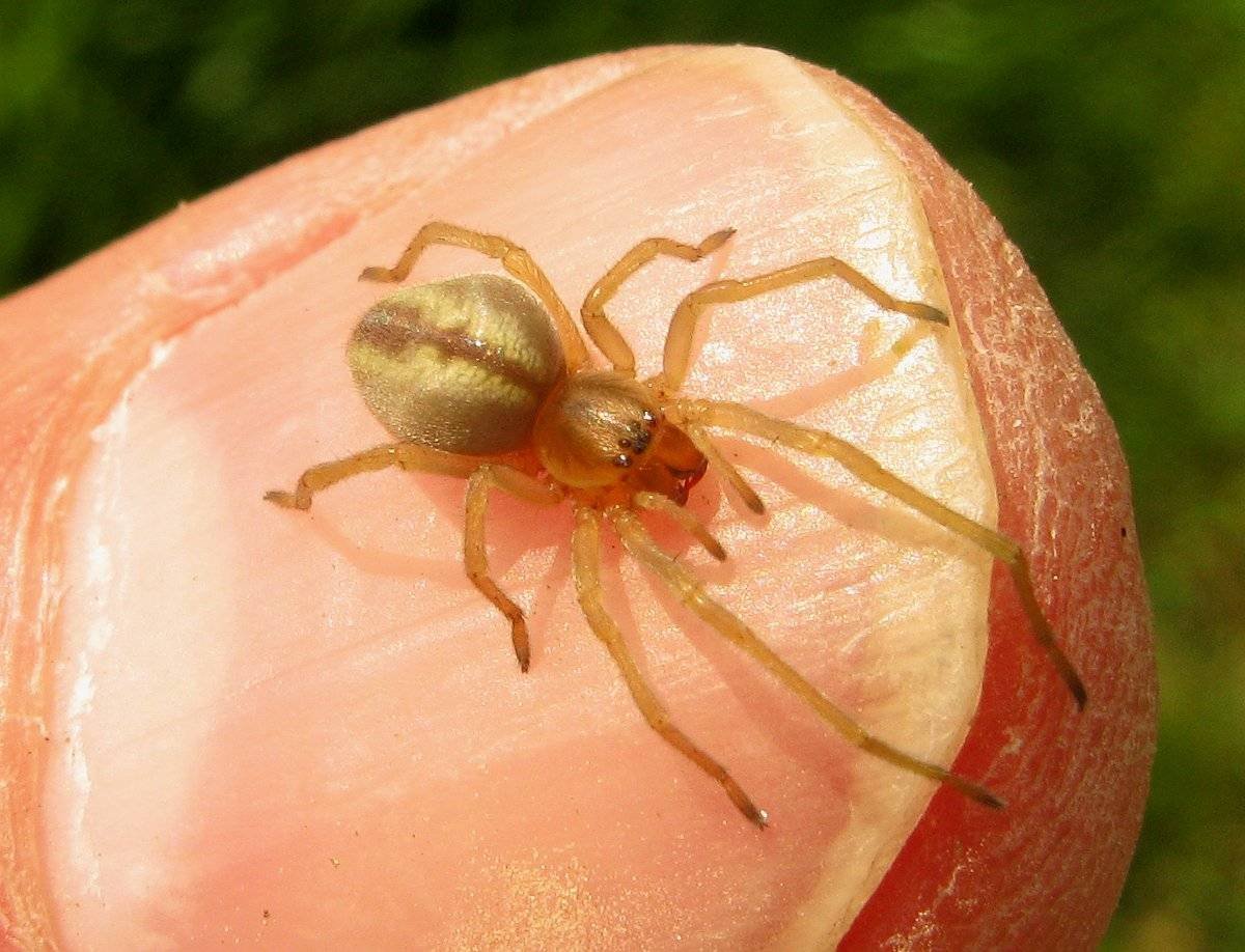 Cheiracanthium erraticum