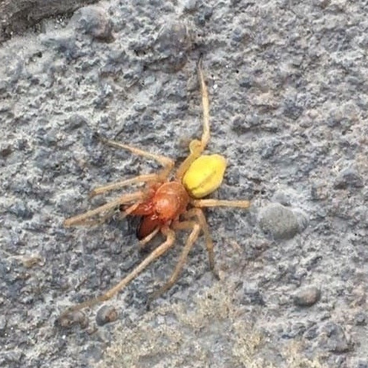 Желтый ядовитый паук